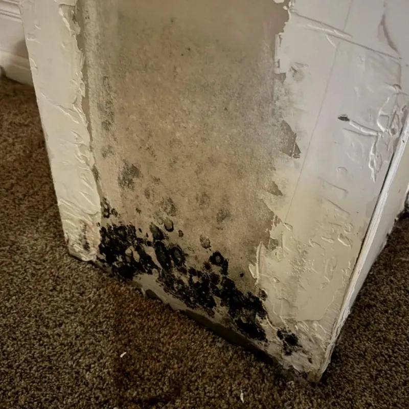 Professional Mold Removal in Mount Hope, WV